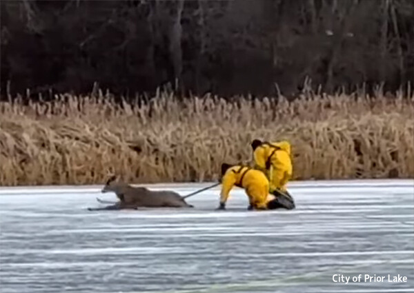 氷の湖で身動きがとれなくなった鹿をカーリングスタイルで救助した消防隊