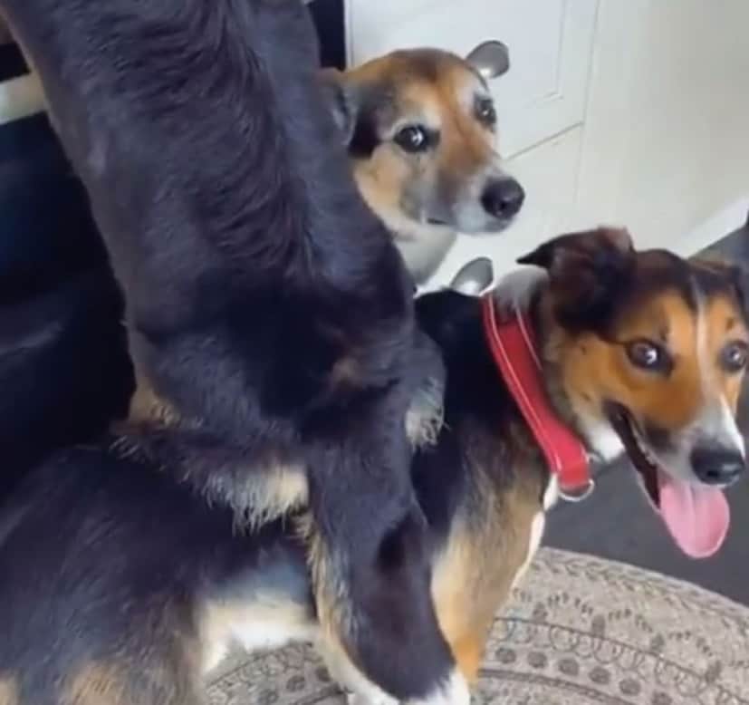 コーギー犬が台所で盗み食い だがその足元には共犯者がいた カラパイア