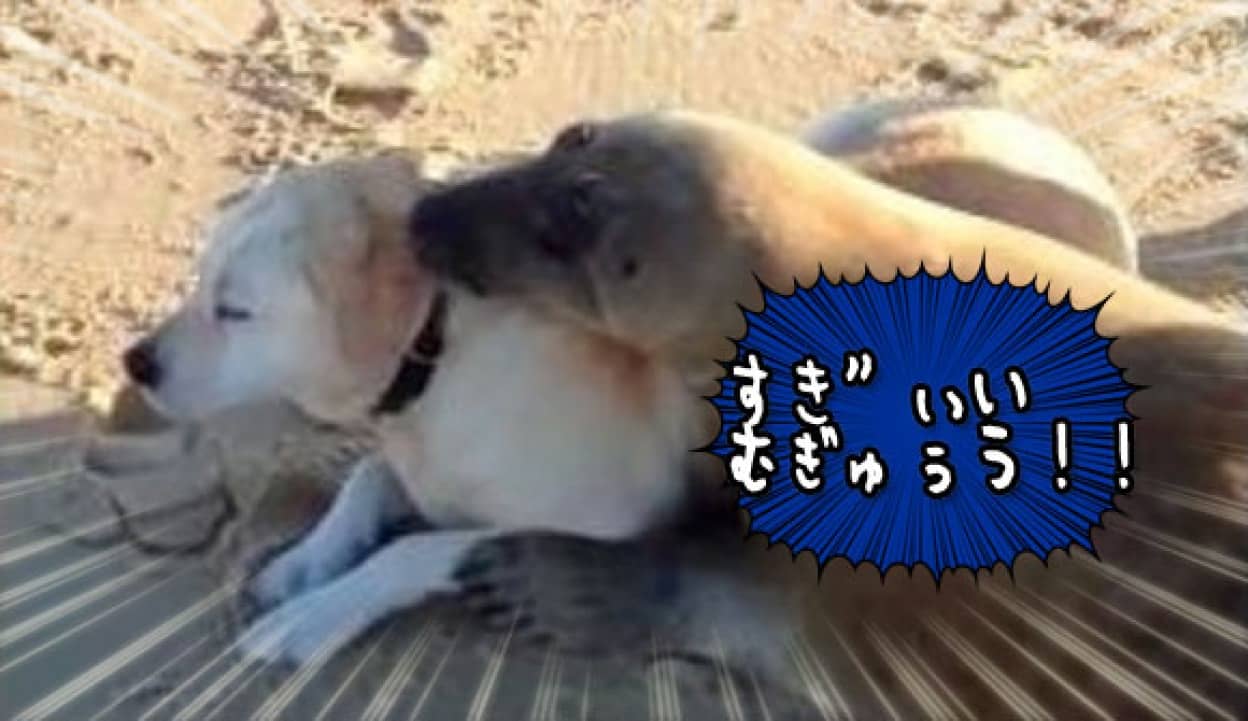 犬さんすきぃいい 犬の姿を見てぴっとり抱きつくアザラシの友情モード カラパイア