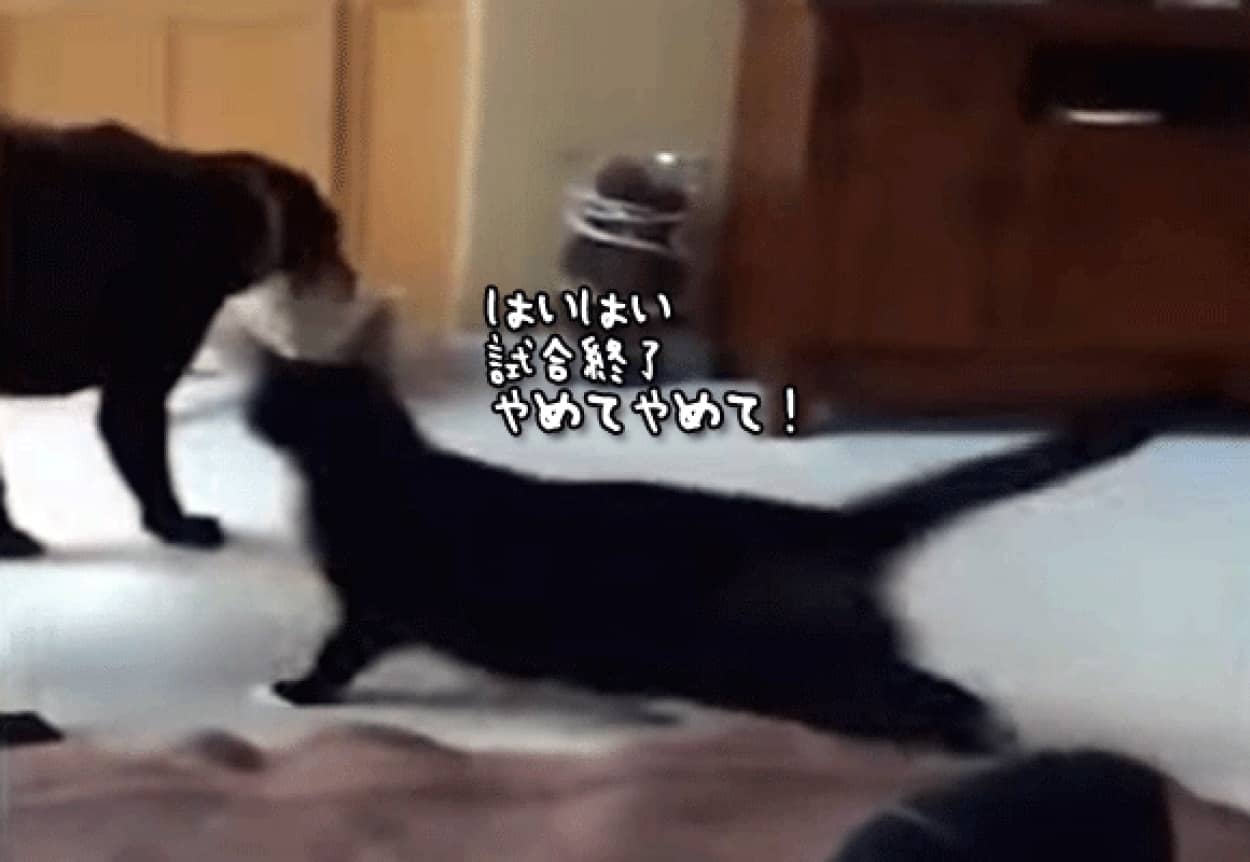 おいおまえらもうやめにゃはれ 2匹の犬のおもちゃの取り合いの仲裁にはいる猫 負けた犬へのフォローもかかさず カラパイア おいおまえらもうやめにゃはれ 2匹の犬のおもちゃの取り合いの仲裁にはいる猫 負けた犬へのフォローもかかさず カラパイア