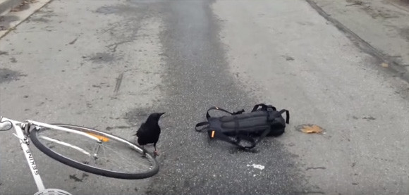 げに怖しやカラス使い 見ず知らずの男性を襲わせる カラパイア