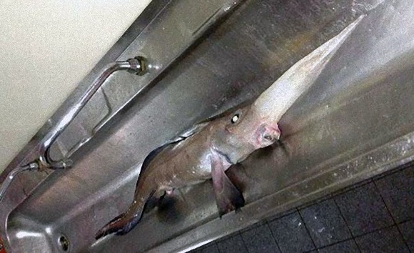 カナダ ヌナブト海域で釣り上げられた長い鼻 鋭い歯 羽のようなヒレを持つ奇妙な深海魚 カラパイア