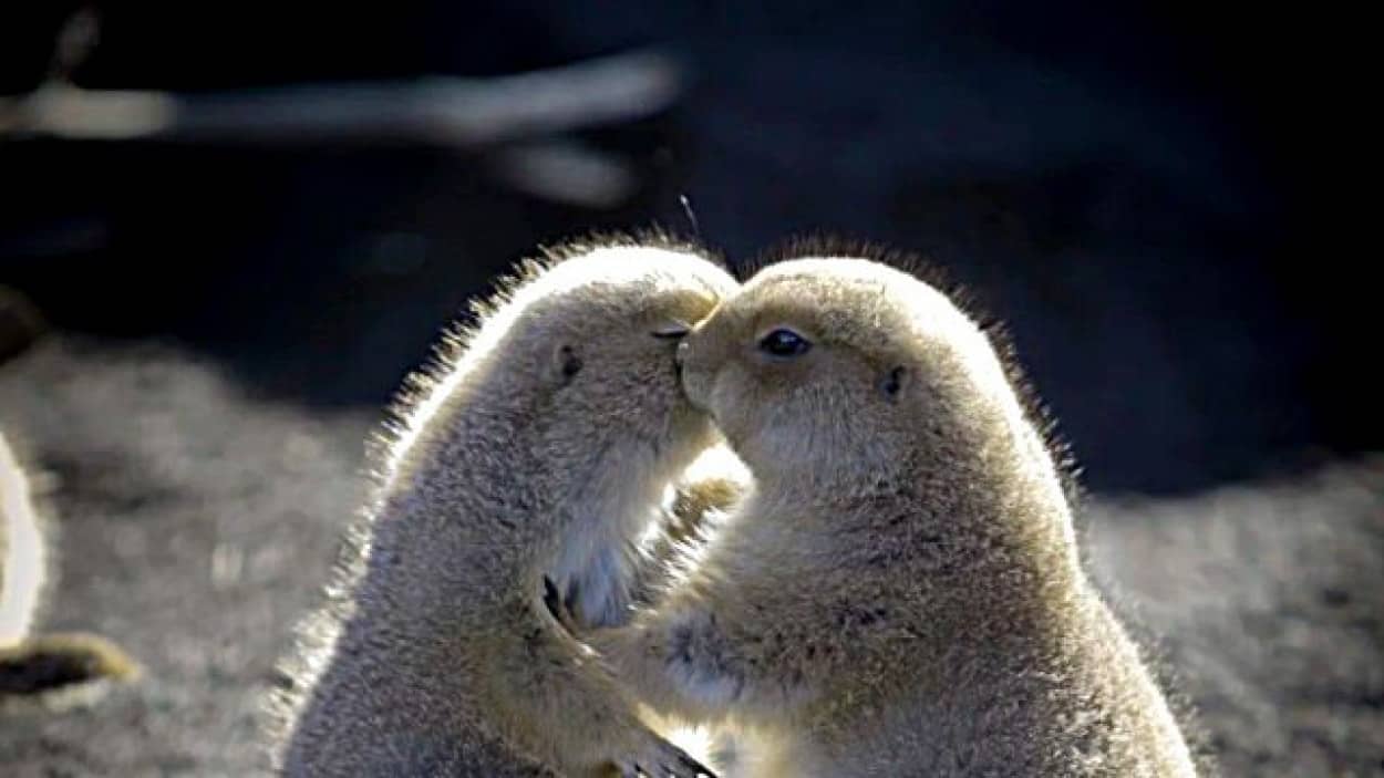 cuteanimals15_ea