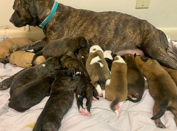 妊娠中の野良犬を保護、なんと15匹もの子犬を出産！（アメリカ）