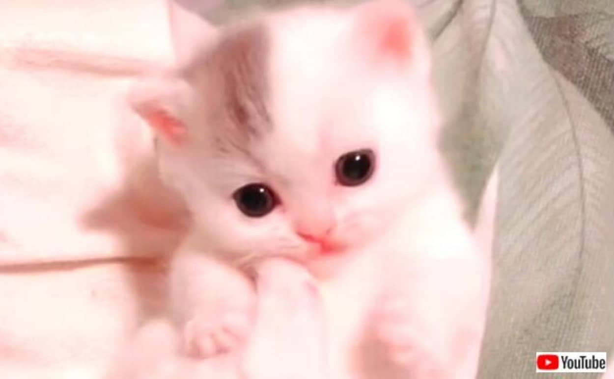 ほんわか子猫に癒されたい 可愛さマックスな毛玉たちを思う存分愛でるの図 カラパイア ほんわか子猫に癒されたい 可愛さマックスな毛玉たちを思う存分愛でるの図 カラパイア