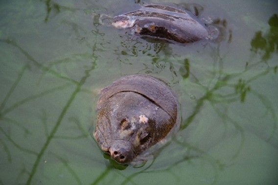 伝説のuma 巨大生物は絶滅したはずのカメだった カラパイア 伝説のuma 巨大生物は絶滅したはずのカメだった カラパイア