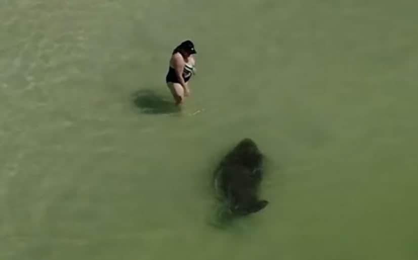 マナティーが仲間になりたそうに近づいてきた カラパイア