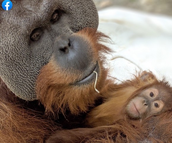 オスのオランウータンが急死した母親に代わって娘をかいがいしく子育て（アメリカ）