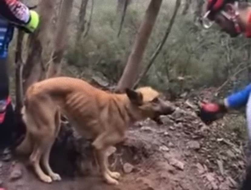 なんでこんなひどいことを 木に首をくくりつけられたまま放置されていた犬が発見された カラパイア