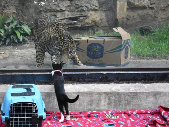 保護施設の犬と猫が動物園を遠足