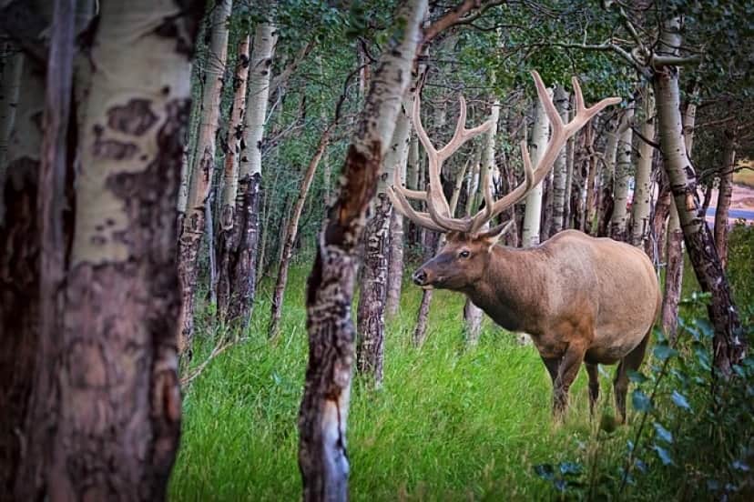 elk-2788681_640