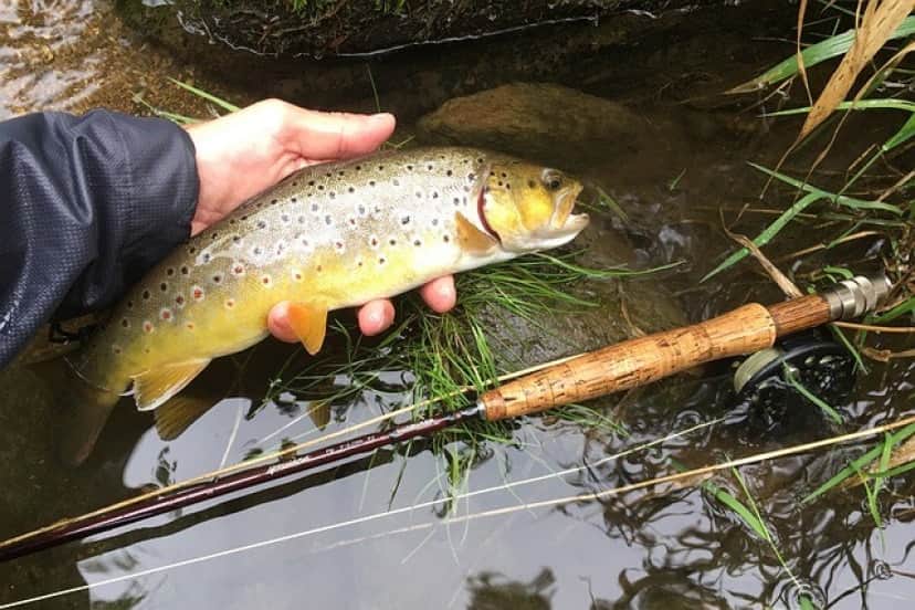 brown-trout-6173665_640