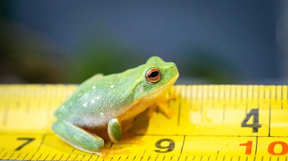 2cmにも満たない小さなカエルの手術に成功 カラパイア
