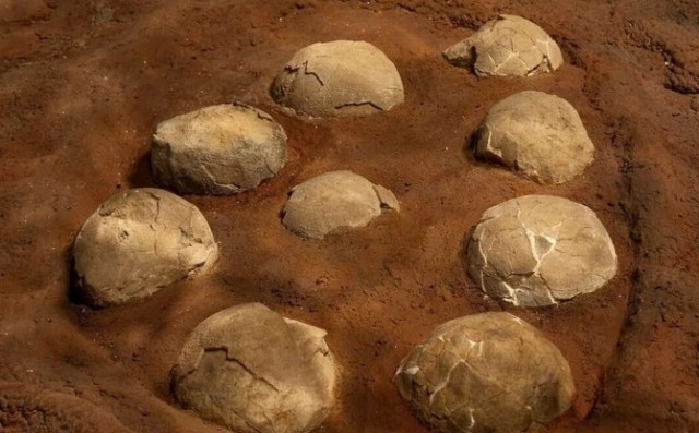 村の秘宝として大切に保管されていた聖なる石は恐竜の卵の化石だった！