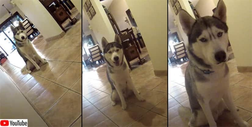完全に猫 ハスキー犬も だるまさんがころんだ をやる カラパイア