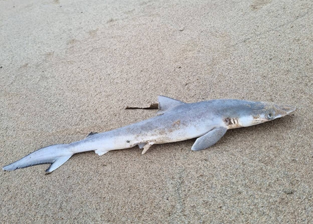 コカインシャーク。ブラジルの沖合に生息するサメからコカインを検出