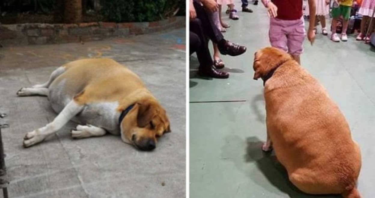 dog1