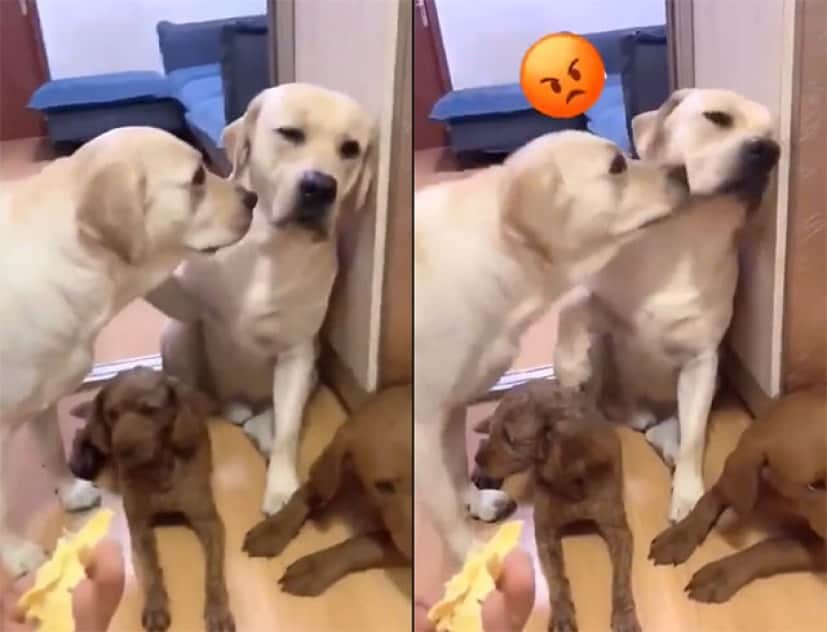 やったのは誰 飼い主の尋問に対し 正直に犯人を示した犬 示された犬の面白反応 カラパイア やったのは誰 飼い主の尋問に対し 正直に犯人を示した犬 示された犬の面白反応 カラパイア