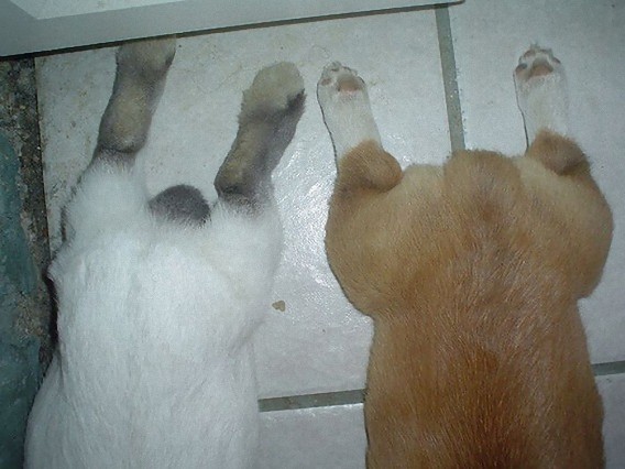 photos_of_corgi_butts_19_e