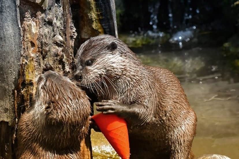 カワウソ 引き取り