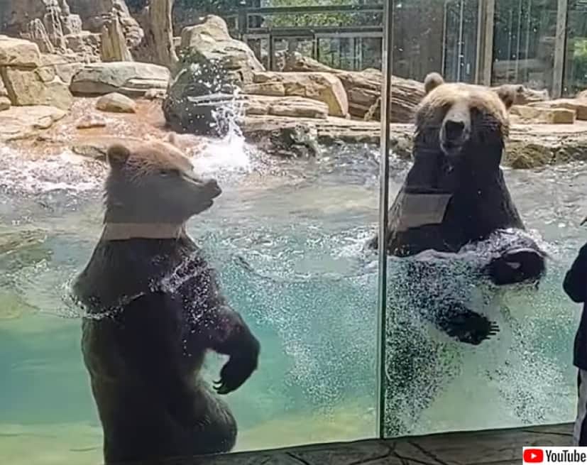 動物園のクマもいい波乗ってんね 来園者の前で波乗りダンスを披露 カラパイア 動物園のクマもいい波乗ってんね 来園者の前で波乗りダンスを披露 カラパイア