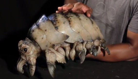 一個ちょうだい 映画 パシフィック リム に出てくるダイオウグソクムシみたいな寄生虫量産映像 カラパイア 一個ちょうだい 映画 パシフィック リム に出てくるダイオウグソクムシみたいな寄生虫量産映像 カラパイア