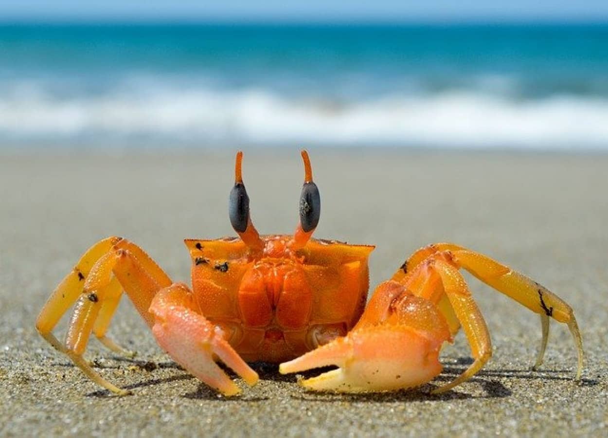 海の中では収束進化でカニ化が進んでいた もしかしたらカニ型宇宙人が存在しているかもしれない カラパイア 海の中では収束進化でカニ化が進んでいた もしかしたらカニ型宇宙人が存在しているかもしれない カラパイア