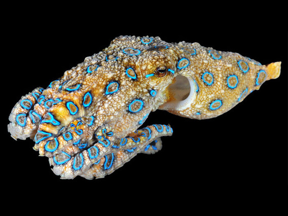 blueringed-octopus