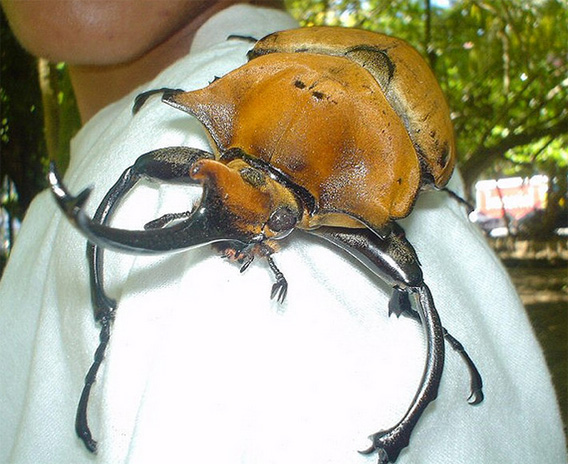 でかすぎ御免 コスタリカの巨大カブトムシ カラパイア