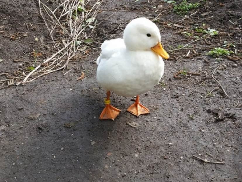 pet-duck-g6e91a999d_640_e