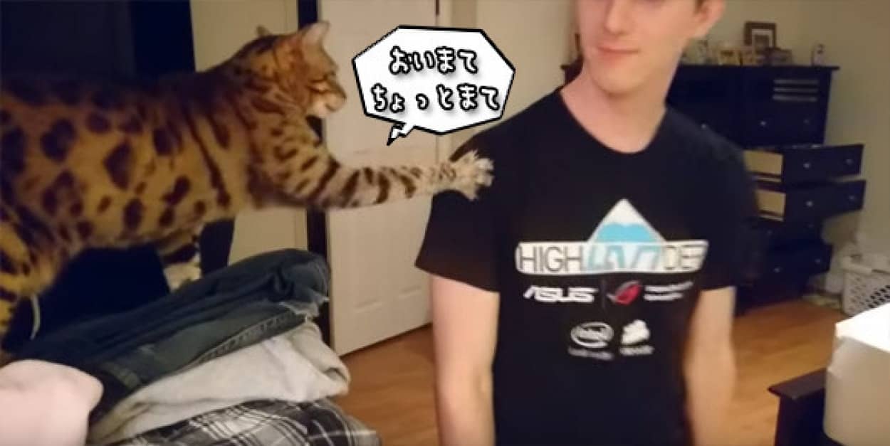 おいまて ちょっと待て 行くなら俺もつれてけニャ 飼い主が通るたびに行くにゃ と止めに入る猫 カラパイア