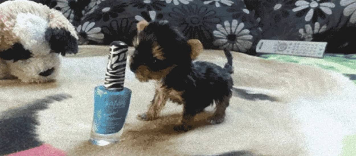 世界最小レベルのテリア犬 生後3か月で重さ92グラム 携帯電話よりちょっとだけ大きいくらい カラパイア 世界最小レベルのテリア犬 生後3か月で重さ92グラム 携帯電話よりちょっとだけ大きいくらい カラパイア