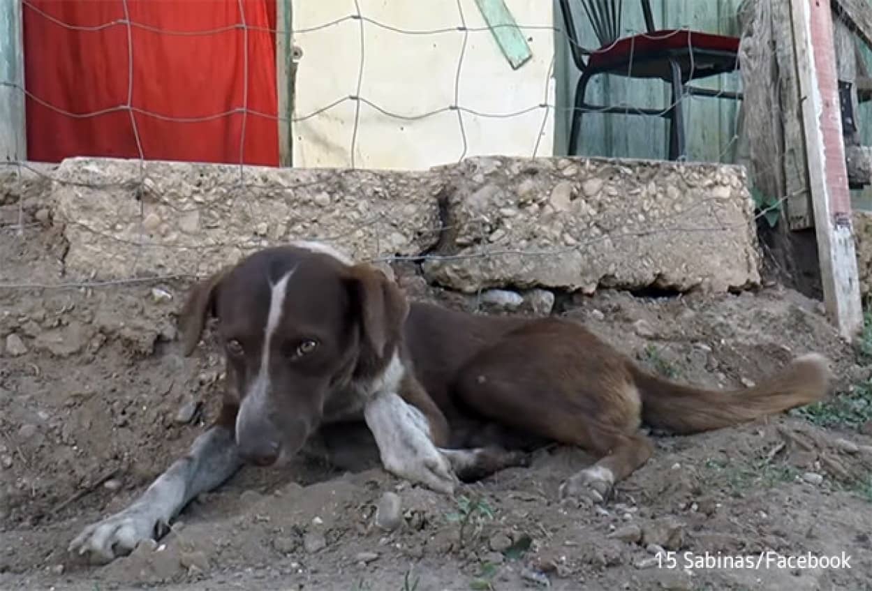 炭鉱事故で亡くなった飼い主に再び会うために、毎日炭鉱に通い続ける犬