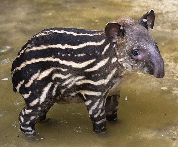 ウリ坊みたいで縞々かわいい アメリカバクの幼獣 カラパイア