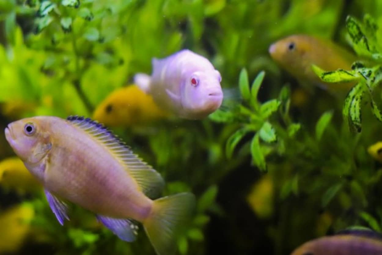 魚も人間と同じように仲間の顔を見分けることができる 日本研究 カラパイア 魚も人間と同じように仲間の顔を見分けることができる 日本研究 カラパイア