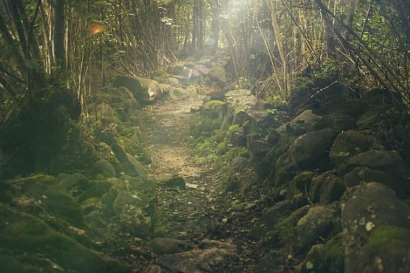 forest-438432_640_e