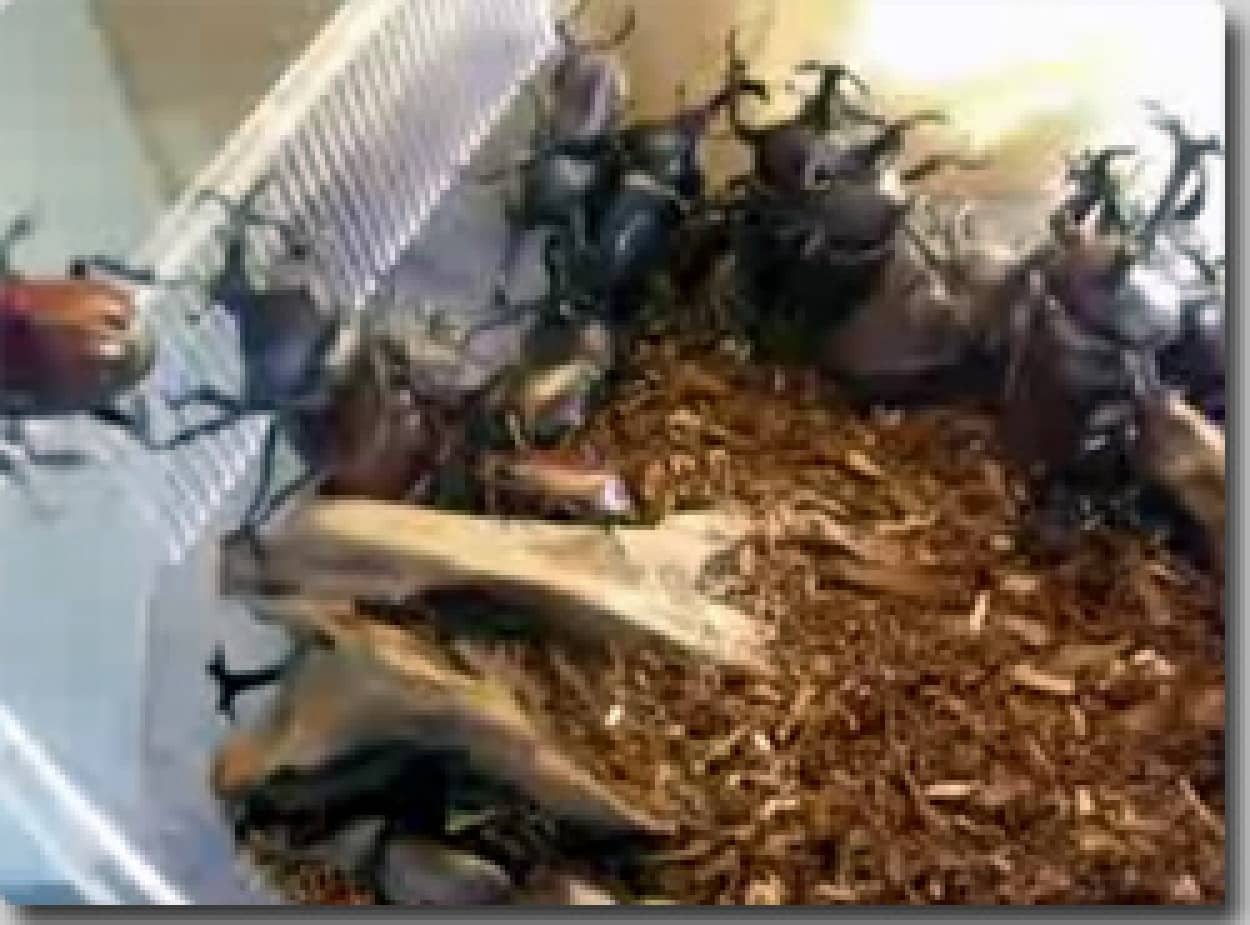 カブトムシうじゃうじゃ クワガタうじゃうじゃ カラパイア カブトムシうじゃうじゃ クワガタうじゃうじゃ カラパイア