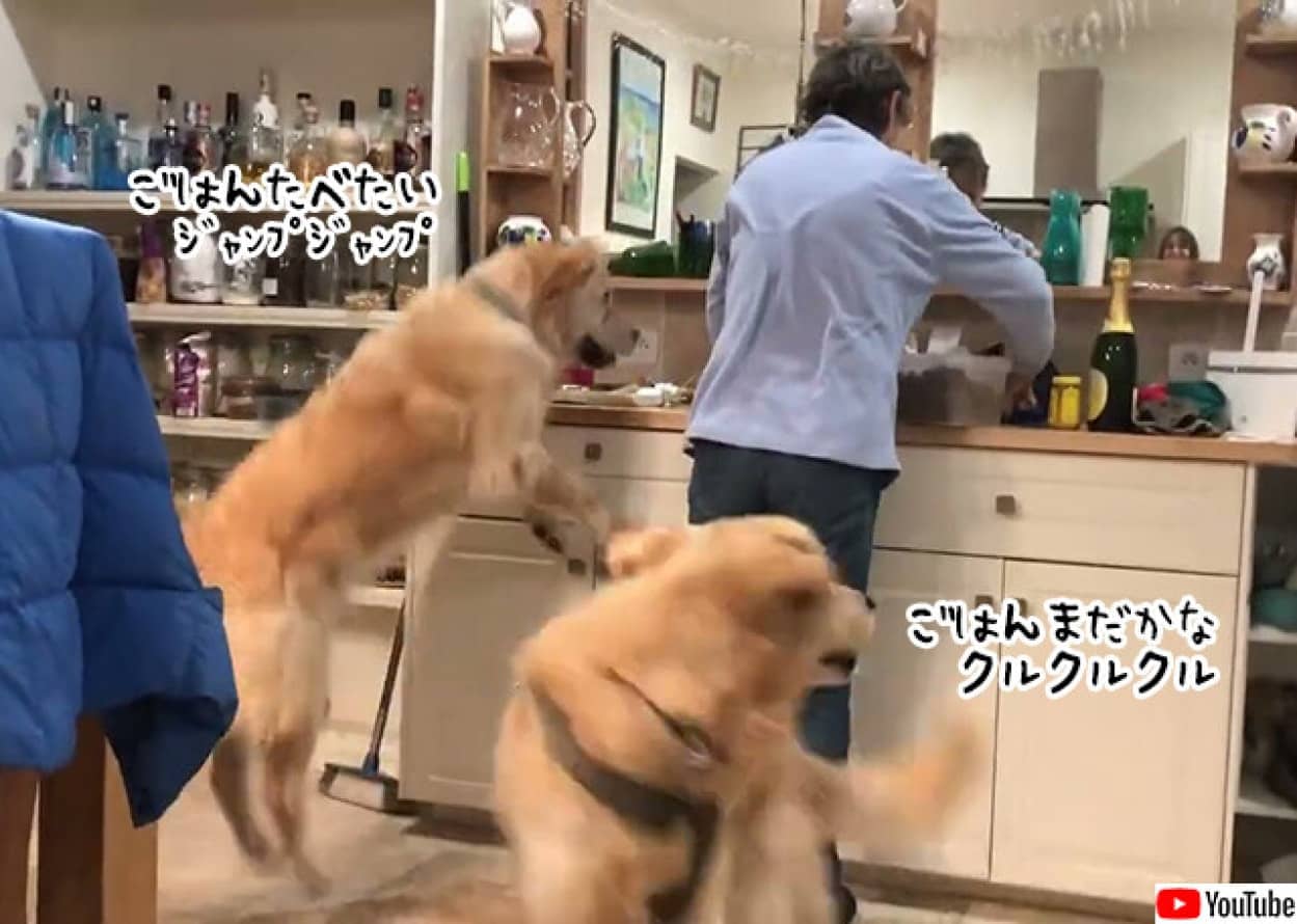 2匹の犬のごはん食べたいダンスの違い