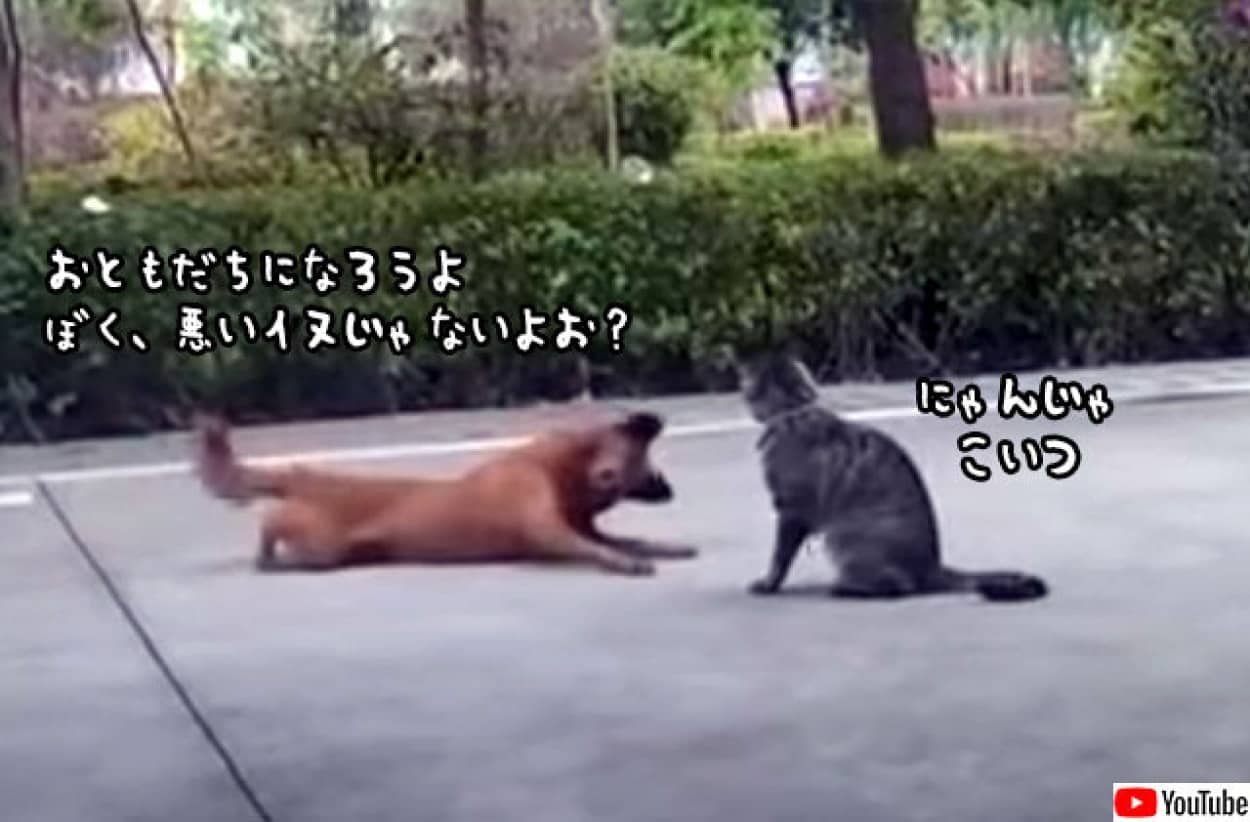 犬に学ぶ猫と仲良くなる方法