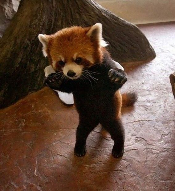 red_panda_06_e