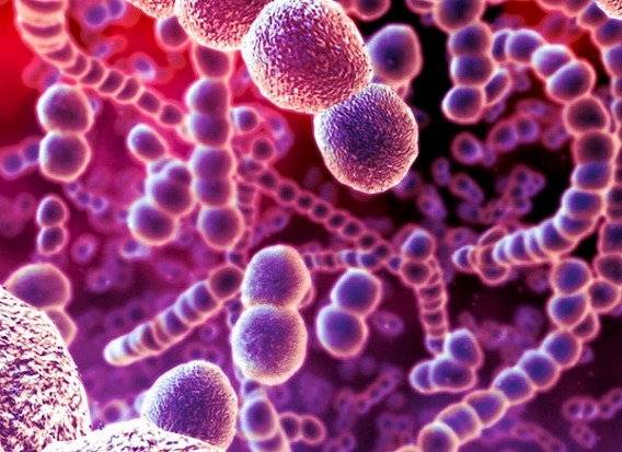 Microscop-Bacteria3