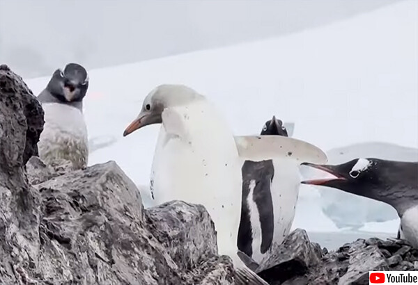 珍しい白色のペンギンが南極基地で目撃される