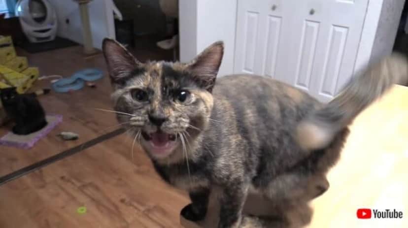 60meows5_640