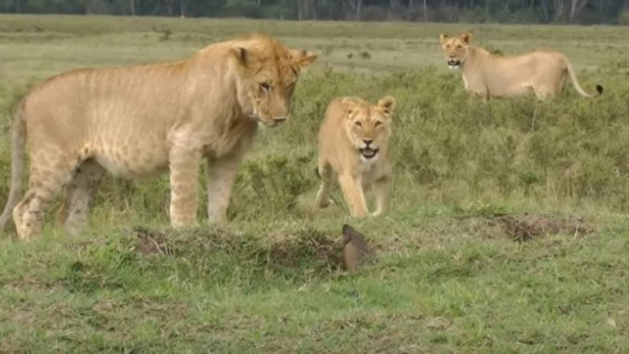 ワニやライオンなど強い動物の弱点は何かありますか Quora