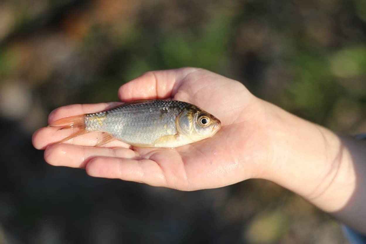 オーストラリアの奥地の砂漠で魚の雨