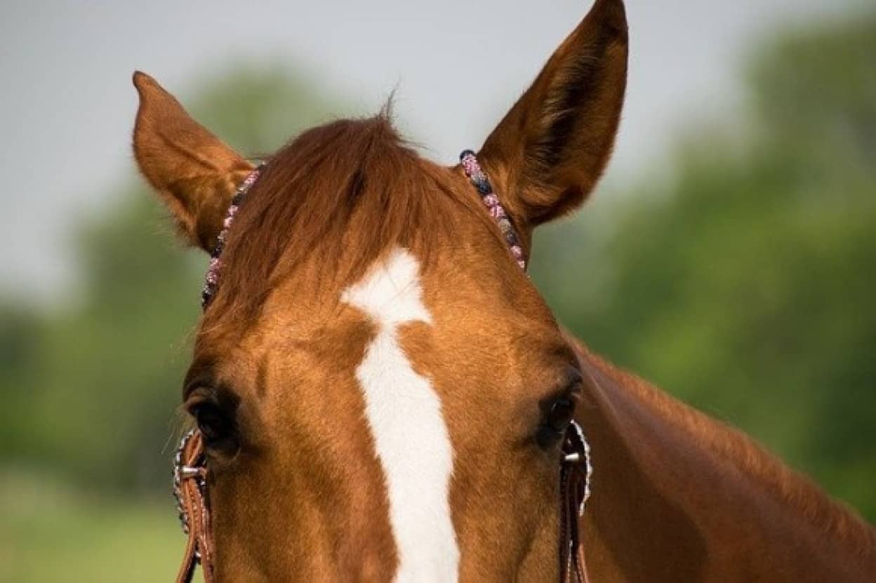 horse-3390249_640_e