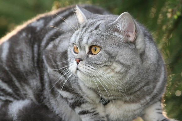 cat-4059426_640_e