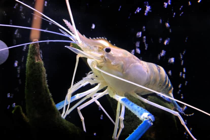 オニテナガエビ