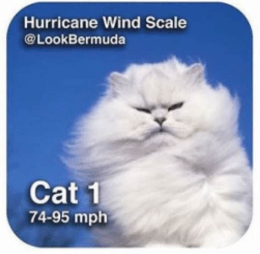 ハリケーンの強さを猫で表現してみた 5つのカテゴリーを5つのニャテゴリーで カラパイア