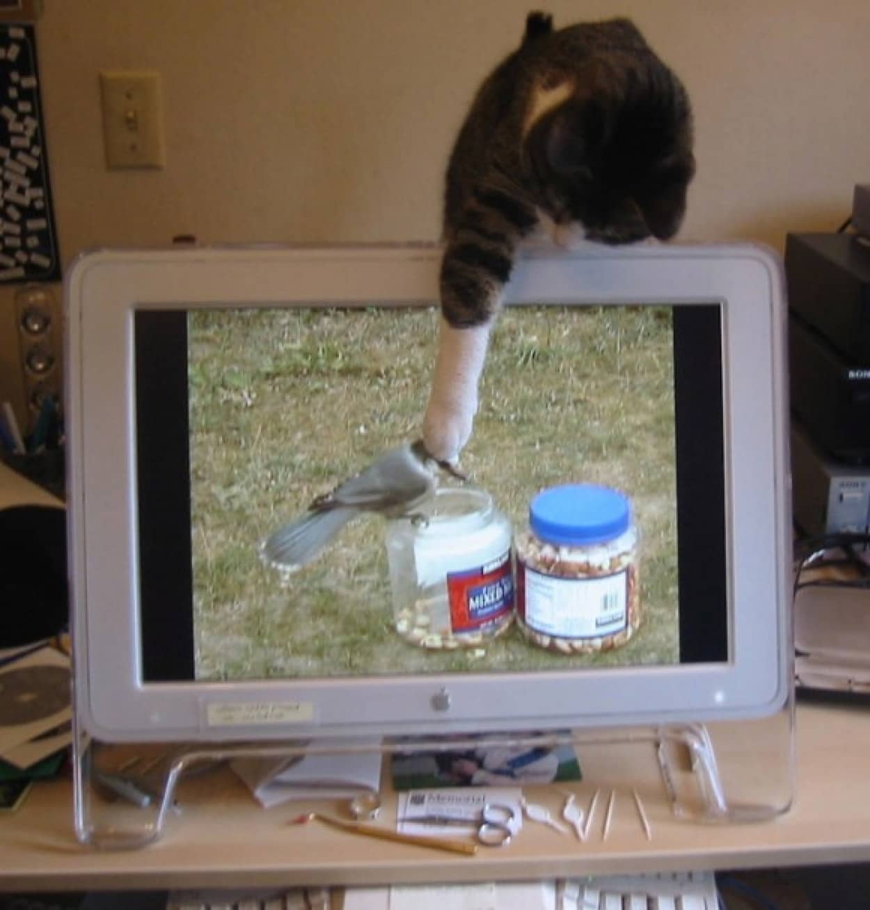 どんな獲物でもじっとり狙う猫たちの面白写真ギャラリー カラパイア